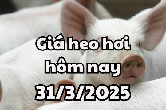 Giá heo hơi hôm nay 31/3/2025 tại miền Bắc có giá thấp nhất cả nước