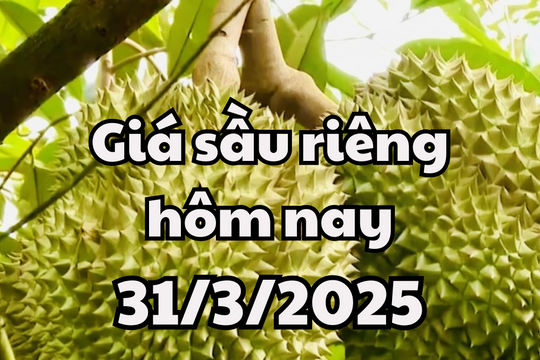 Giá sầu riêng hôm nay 31/3/2025 thị trường đang bị chững lại