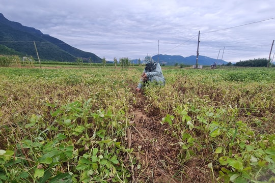 Nông dân Đại Lộc lo lắng khi đậu phụng sắp thu hoạch bỗng héo rũ