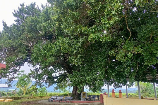 Cây găng néo tại thôn Trà Tây (xã Tam Mỹ Đông, Núi Thành) được công nhận “Cây di sản Việt Nam”