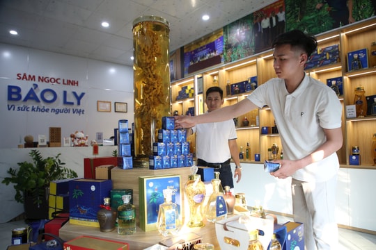 Quảng Nam dự kiến tổ chức hội nghị triển khai Đề án “Phát triển và hình thành trung tâm công nghiệp dược liệu tại tỉnh Quảng Nam với sâm Ngọc Linh là cây chủ lực” vào ngày 10/5