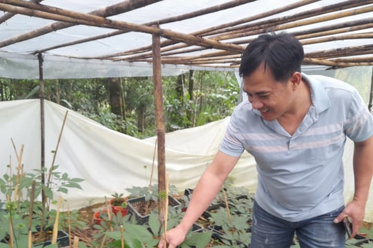 Quảng Nam sẽ tổ chức hội nghị về phát triển công nghiệp dược liệu vào đầu tháng 5/2025