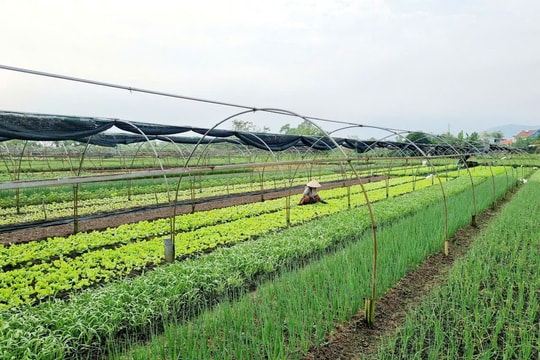 Phát huy vai trò đảng viên là tổ trưởng dân phố, trưởng thôn