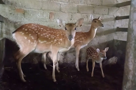 Hiệu quả mô hình nuôi hươu sao ở Bắc Trà My