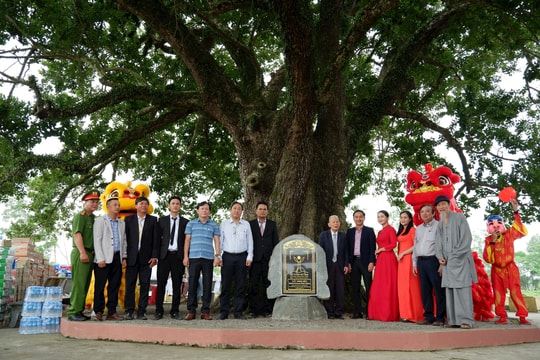 Đón nhận Bằng công nhận Cây di sản Việt Nam đối với cây găng néo