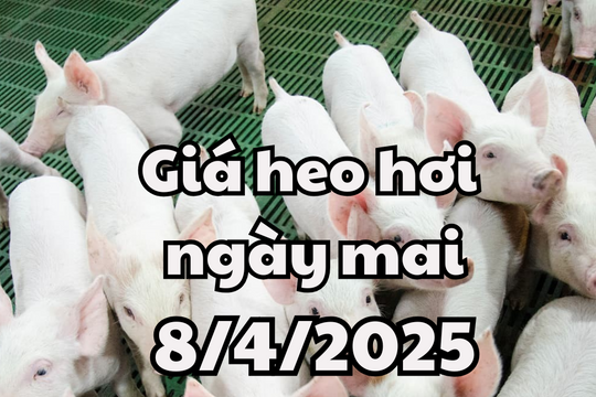 Tin tức, dự báo giá heo hơi ngày mai 8/4/2025 tiếp tục chuỗi ngày tăng liên tiếp
