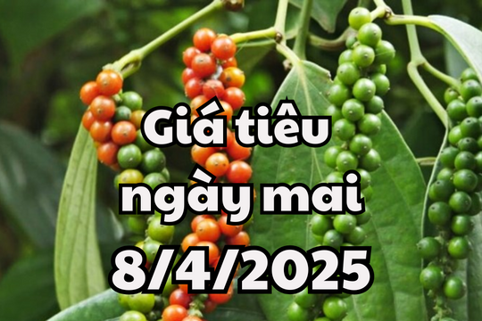 Tin tức, dự báo giá tiêu ngày mai 8/4/2025 có xu hướng tăng nhẹ