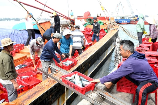 Núi Thành cần tạo chuỗi liên kết hải sản