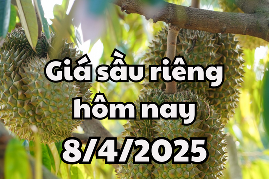 Giá sầu riêng hôm nay 8/4/2025 thị trường có nhiều biến động