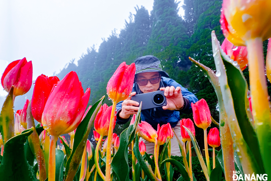 Mùa hoa tulip rực rỡ trên đỉnh Bà Nà Hills