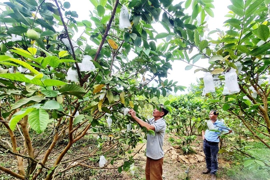 Phát triển kinh tế vườn ở Đại Lộc