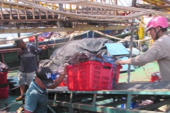 Sản lượng khai thác hải sản ở Núi Thành sụt giảm một nửa so với cùng kỳ