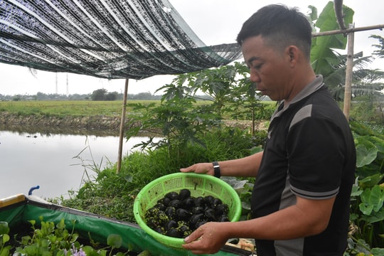 Hiệu quả mô hình nuôi ốc bươu đen của một cựu quân nhân ở Thăng Bình