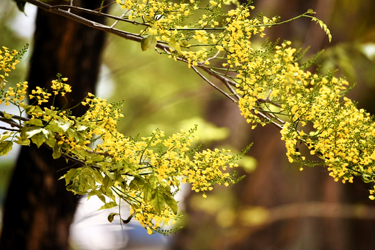 Vàng sưa quê nhà