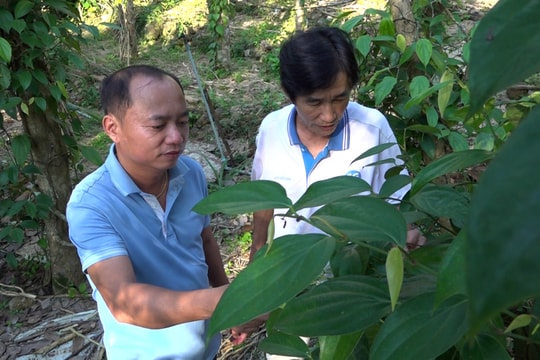 Phú Ninh hồi sinh những mảnh vườn cằn cỗi