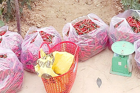 Giá ớt chỉ thiên tăng cao, nông dân phấn khởi