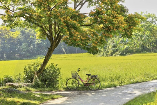 Tiên Phước mùa hoa sưa