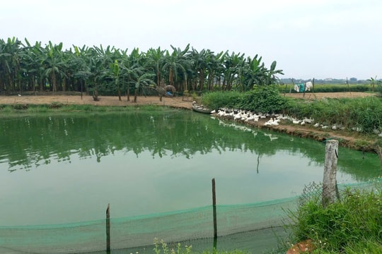 Dự án cầu Văn Ly: Vướng mặt bằng đường dẫn