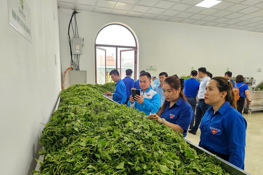 Tỉnh đoàn Quảng Nam tổ chức tham quan mô hình thanh niên khởi nghiệp tiêu biểu