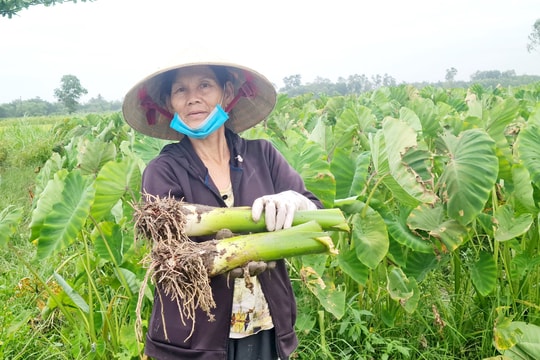 Nông dân Thăng Bình cải thiện thu nhập từ cây môn hương