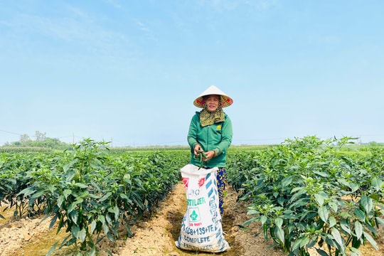 Đứt gãy chuỗi liên kết sản xuất ớt ở Lệ Bắc