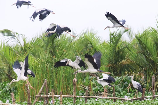 Đàn chim quý hiếm trú ngụ ở hồ sông Đầm
