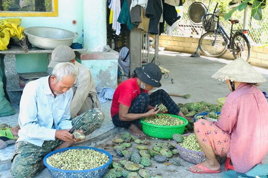 Duy Xuyên đẩy mạnh chuỗi liên kết sản xuất nông nghiệp