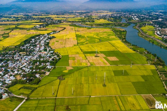 Rực rỡ sắc vàng trên cánh đồng lúa chín