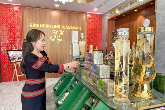 Gặp nhiều rào cản, sâm Ngọc Linh chưa thể sản xuất chế biến sâu