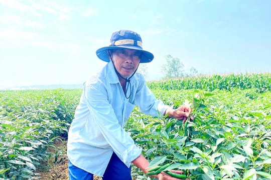 Duy Xuyên gỡ vướng trong liên kết sản xuất