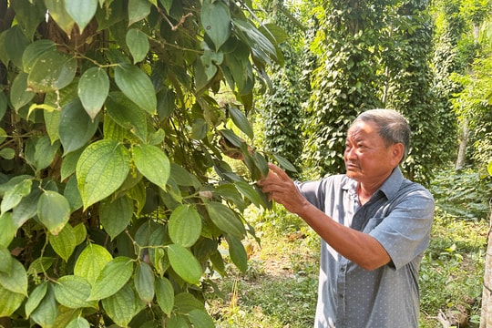 Xây dựng chuỗi giá trị cho cây tiêu Bình Quế