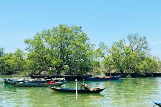 Bàn giao rừng phòng hộ ven biển cho Ban Quản lý rừng phòng hộ Phú Ninh và ven biển Quảng Nam quản lý