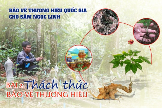 Bảo vệ thương hiệu quốc gia cho sâm Ngọc Linh - Bài 2: Thách thức bảo vệ thương hiệu