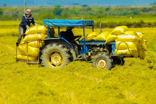 Nông dân với nông nghiệp công nghệ cao
