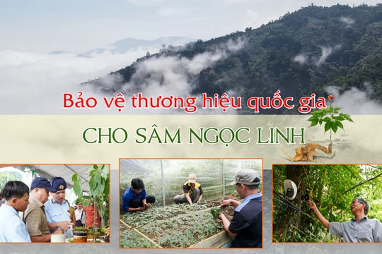 Bảo vệ thương hiệu quốc gia cho sâm Ngọc Linh - Bài 1: "Sâm tặc" hoành hành