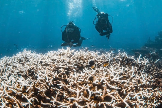 Lo ngại hiện tượng tẩy trắng san hô toàn cầu