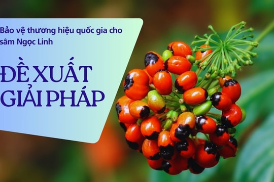 
Bảo vệ thương hiệu quốc gia cho sâm Ngọc Linh - Bài cuối: Đề xuất giải pháp