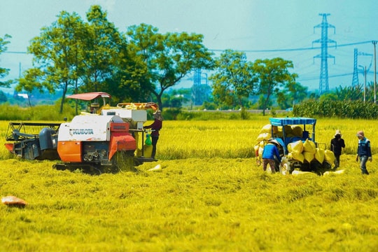 Nông dân thu hoạch vụ lúa đông xuân