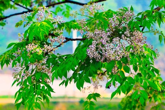 Hình ảnh một nụ cười