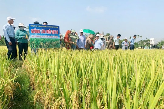 Đại Lộc: Khảo nghiệm giống lúa thuần mới QB19, năng suất đạt 69,3 tạ/ha