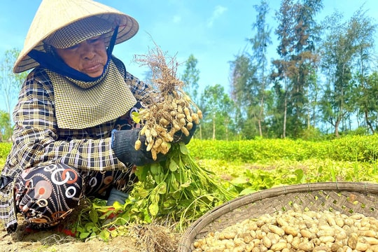 Năng suất đậu phụng vụ đông xuân đạt thấp