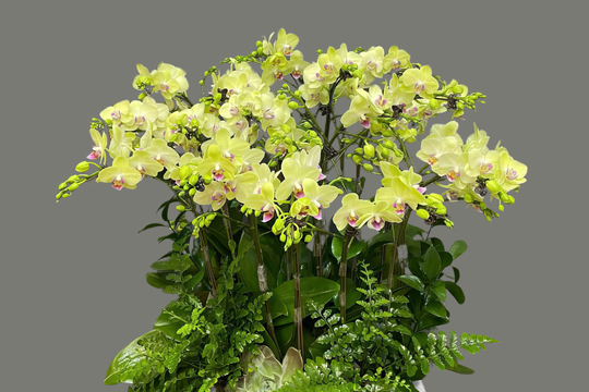 Lan Hồ Điệp Đà Lạt - Lời chúc tinh tế dành tặng mẹ nhân Ngày của Mẹ