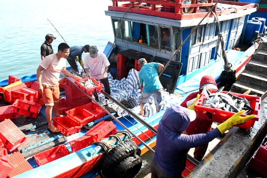 4 tháng, Quảng Nam khai thác được 30,2 nghìn tấn thủy sản