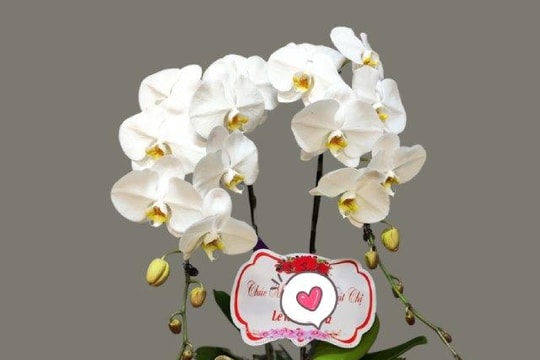 Bí quyết chọn lan hồ điệp Đà Lạt đẹp nhất làm quà ngày của mẹ