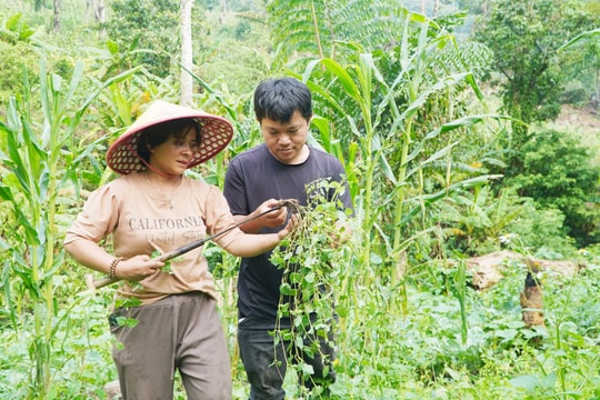 Quảng Nam mời gọi đầu tư vào ngành dược liệu và chế biến sâu