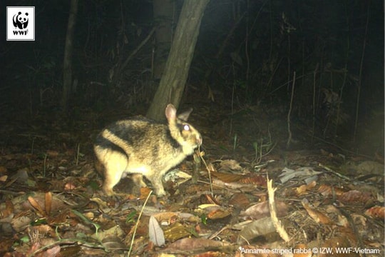 Đông Giang: Giải cứu cá thể thỏ vằn Trường Sơn quý hiếm bị mắc bẫy