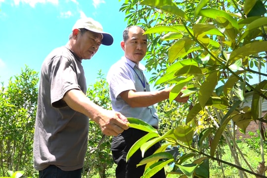 Đẩy nhanh tiến độ giải ngân vốn hỗ trợ phát triển kinh tế vườn