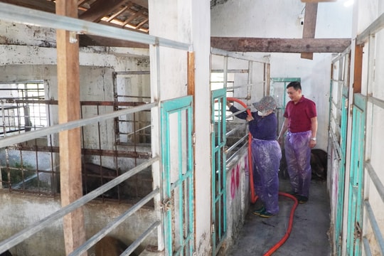 Xây dựng chuỗi liên kết nuôi heo rừng lai theo hướng hữu cơ