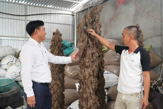 Chủ động vùng nguyên liệu để nâng cao giá trị trầm hương Trung Phước