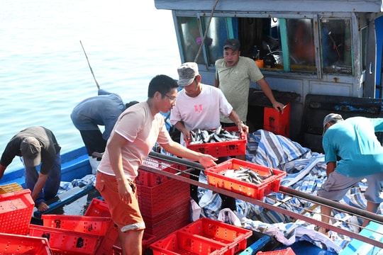 Ngư dân Núi Thành kỳ vọng vào vụ cá nam